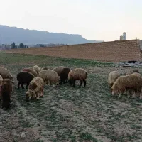 شیشک داشتی|حیوانات مزرعه|شیراز, شهرک قمشه|دیوار