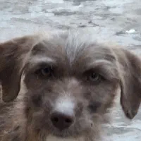 توله پاکوتاه