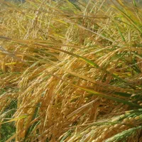 برنج علی کاظمی خو ش پخت دربیرانشهر|خوردنی و آشامیدنی|بیرانوند, |دیوار