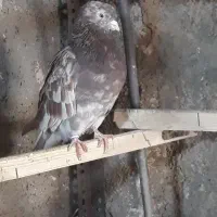 مایه کفتر|پرنده|قرچک, شهرک الحدید|دیوار