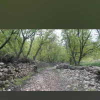 فروش باغ روستای شمشیر (پاوه)|فروش زمین و ملک کلنگی|پاوه, |دیوار