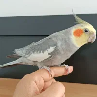 عروس هلندی|پرنده|دیواندره, |دیوار