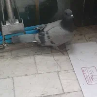 کبوترسبز خطی ماده سالم سرحال