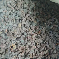 کشمش آفتابی ارگانیک ۱۹۰|خوردنی و آشامیدنی|اسلامشهر, زرافشان|دیوار