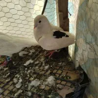 مایه به معاوضه