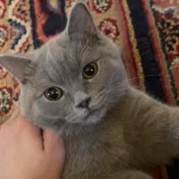 گربه اسکاتیش|گربه|نیشابور, فرح بخش|دیوار