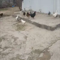 مرغ ویروس گلین