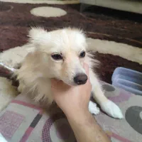 سگ پامر روباهی فروشی