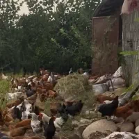 فروش مرغ تخم گذار گلپایگانی