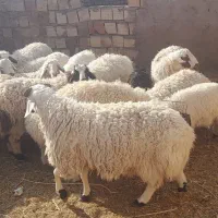 بره و بزغاله|حیوانات مزرعه|قائن, |دیوار