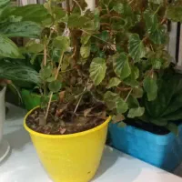 پنج عددگل وگلدون توی تصویر|گل و گیاه طبیعی|دهدشت, |دیوار