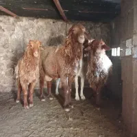 سلام چند پازن خیلی خوبی وبره برای کشتار خوب