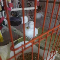 مرغ عشق اهلی گم شده