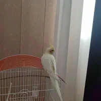 عروس هلندی۷ماهه