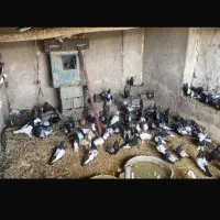 100 عدد سینه و طوقی