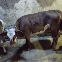 کوساله|حیوانات مزرعه|خواجه, |دیوار