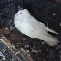 کبوتر|پرنده|کلاردشت, |دیوار