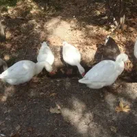 تعدادی قوغاز بزرگ وبالغ درطرقبه