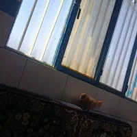 کفتر