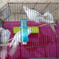 جفت عروس البینو با تخم و جوجه فوق مولد|پرنده|آبادان, |دیوار