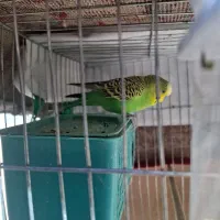 مرغ عشق|پرنده|شیراز, لب آب|دیوار