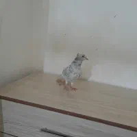 کبوتر|پرنده|اسفراین, |دیوار