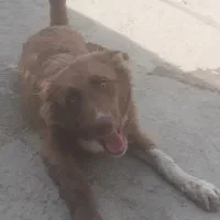 واگذاری سگ