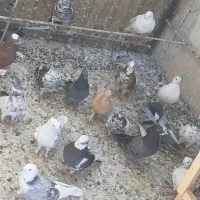 کفتر تعداد|پرنده|تهران, عباسآباد (شهرری)|دیوار
