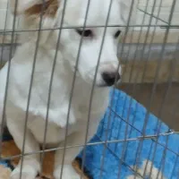 سگ نژاد پامر اشپیتز|سگ|شیراز, شهرک مخابرات|دیوار