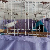 یک جفت فنج زیبا به فروش می‌رسد
