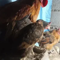 مرغ وخروس محلی