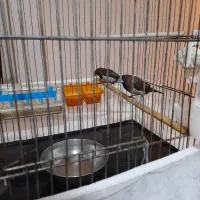 یک جفت فنج بنگال اصیل سالم سرحال|پرنده|تهران, عباسی|دیوار