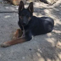 توله ژرمن اصلی درجه یک