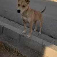 واگذاری سگ نگهبان