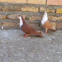 کفتر کرباتی ساده خال سینه کله طوقی دم سفید|پرنده|مشهد, منزل آباد|دیوار
