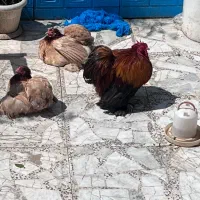 کوشین گلدویتن|حیوانات مزرعه|لشت نشا, |دیوار