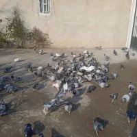 کبوتر پلاکی اصیل