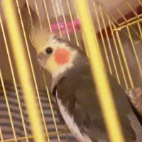 عروس هلندی سخنگو|پرنده|اردبیل, |دیوار