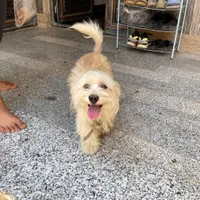 پاکوتاه خوشکل دستیه دستی