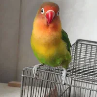 طوطی برزیلی|پرنده|اصفهان, گرکان|دیوار