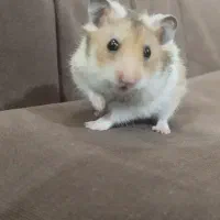 همستر دستی دوسداشتنی