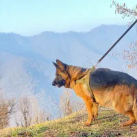 ژرمن شپرد ماده