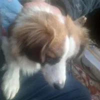 واگذاری سگ پا کوتاه اشپیتز یسال نیمشه|سگ|درگز, |دیوار