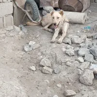 سلام واگذاری سه توله