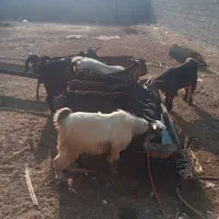 سوپرگوشت کهره بره بز میش.گوساله شتر|حیوانات مزرعه|فراشبند, |دیوار