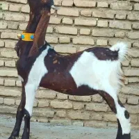 بز کاموری اصل چهار قلوزا|حیوانات مزرعه|اندیمشک, |دیوار