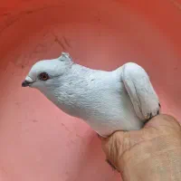 پرنده کبوتر