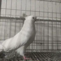 فروش قفس جفت کن