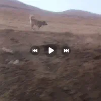 سگ گله ای|سگ|صوفیان, |دیوار