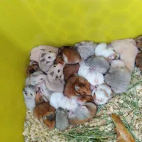 همستر سوری و کمپل|موش و خرگوش|شهریار, رزکان|دیوار